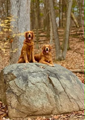 Golden retriever photo from our gallery