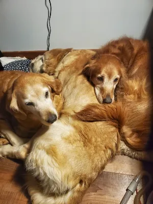 Gallery photo: gideon delilah glory snuggles