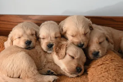 Gallery photo: puppy snuggles