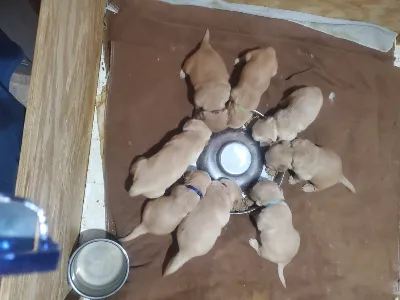 Gallery photo: puppy chow time