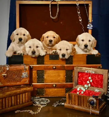 Gallery photo: gideon glory puppies