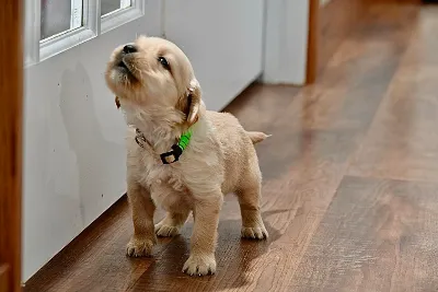 Gallery photo: puppy howling