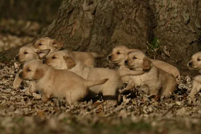 Golden retriever photo from our gallery