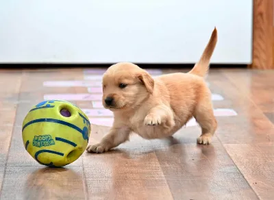 Gallery photo: puppy playtime