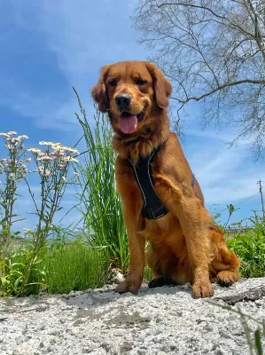 Gallery photo: zeke exploring