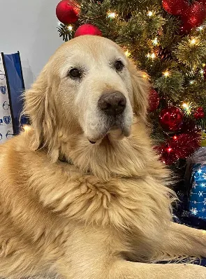 Gallery photo: gideon christmas