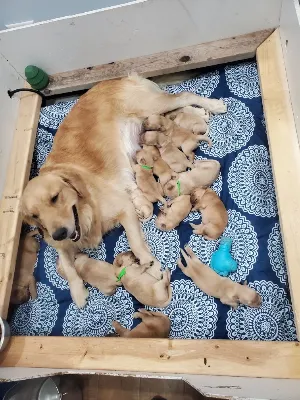 Gallery photo: lots of puppies